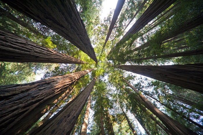 森林树林大树高清风景画