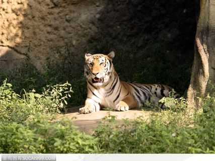 坐在洞口的老虎