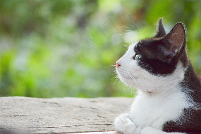 可爱猫咪侧面摄影