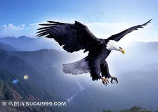 鹰击长空图片