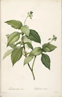 原版雷杜德高清花草图谱插画 原版雷杜德高清花草图谱插画