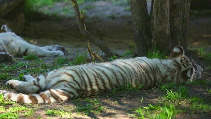 白虎幼崽在树林里休息