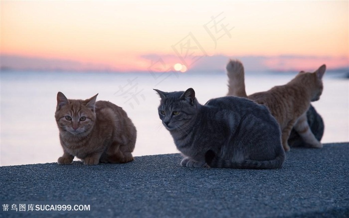 海边一群可爱猫咪图片