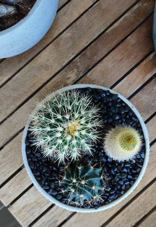 绿色仙人掌仙人球摄影素材