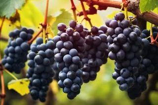 葡萄种植园黑葡萄摄影图