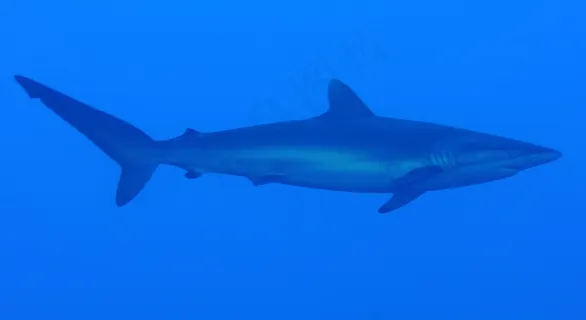 小蓝鲨鱼图片