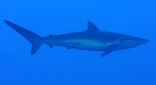 小蓝鲨鱼图片