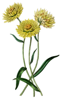复古手绘植物花卉玫瑰花PNG免扣图案高清图片PS设计素材图 复古手绘植物花卉玫瑰花PNG免扣图案高清图片PS设计素材图