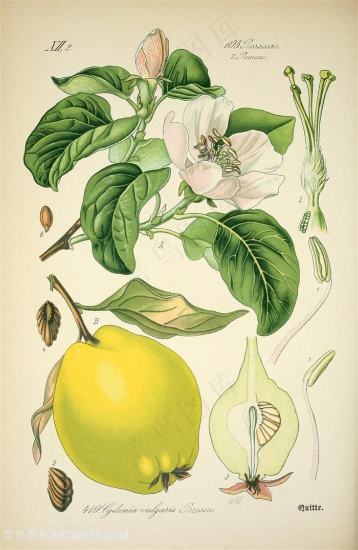 时尚水彩梨花梨插画装饰画