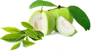 番石榴免抠素材 (20)