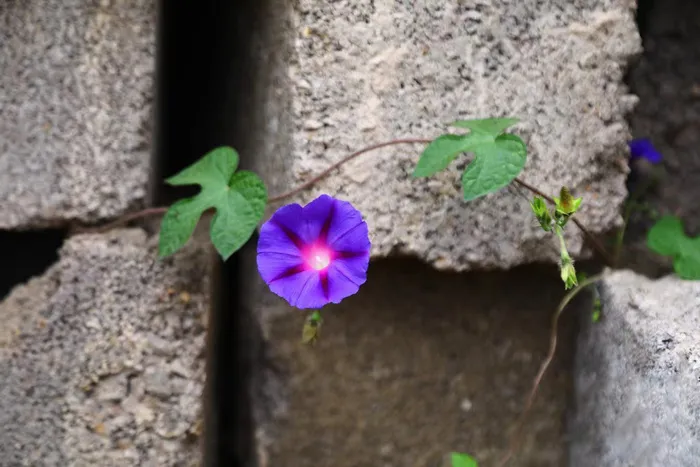 墙缝中的牵牛花/花 墙缝中的牵牛花/花