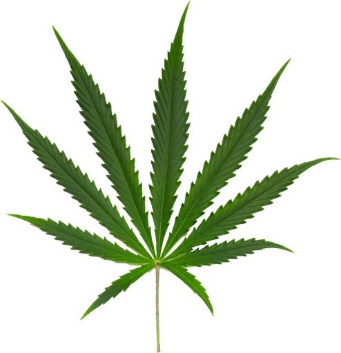 大麻PNG免抠(1191x1234)