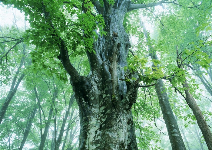 森林的树缝穿过的光环境图片素材