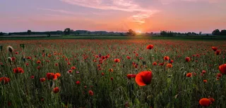 红色罂粟花海摄影图片