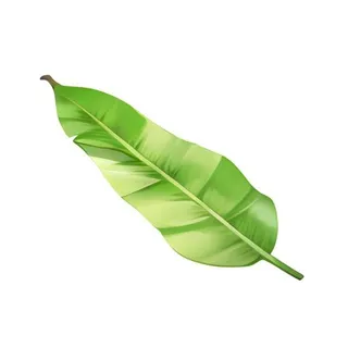 叶子树叶芭蕉叶免抠