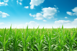 蓝天白云下一大片玉米地摄影图