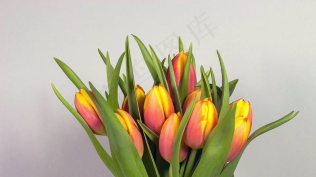 郁金香, 花朵, 花束, 植物群, 盛开, 开花, 植物学