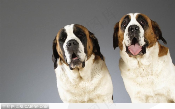 两只救护犬圣伯纳犬