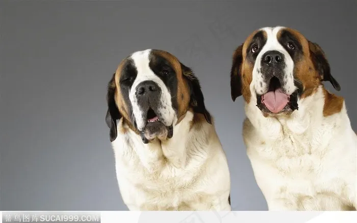 两只救护犬圣伯纳犬