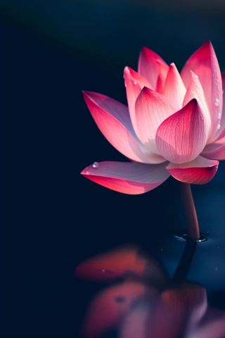 粉色唯美莲花大气背景