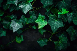 清新绿叶绿植植物叶子特写立夏夏至大暑春夏摄影图