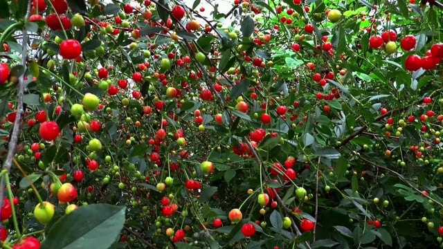 樱桃, 夏天, 食物, 浆果, 红色的, 水果, 收成