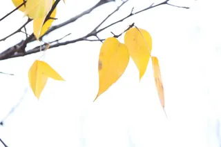 户外黄色树叶背景图