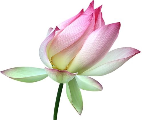 莲花 PNG免抠(500x420)
