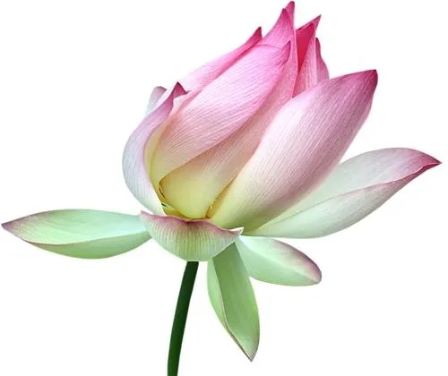 莲花 PNG免抠(500x420)