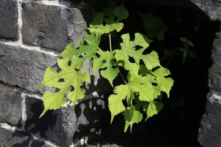 氛围感清新花草图