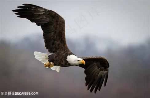 在天空飞翔的老鹰图片 在天空飞翔的老鹰图片