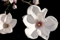 盛开的玉兰花素材