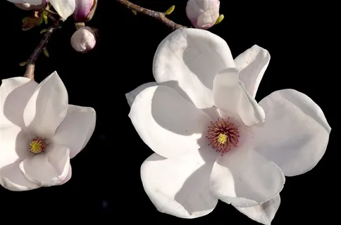 盛开的玉兰花素材 盛开的玉兰花素材