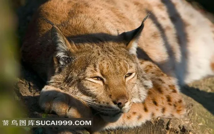 趴在树干上眯着眼睛的猞猁