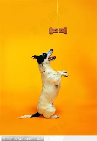 宠物狗（抢食物的小狗）