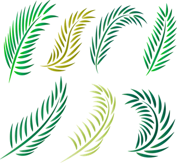 棕榈剪影 棕榈树 棕榈 热带 轮廓 树木 