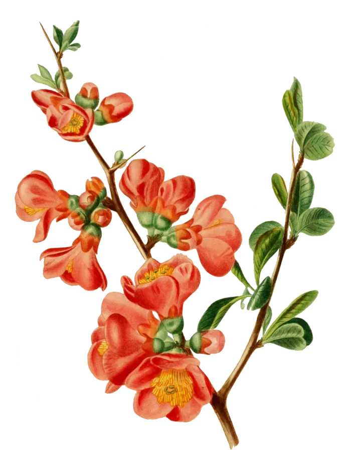 复古手绘植物花卉插画 免抠