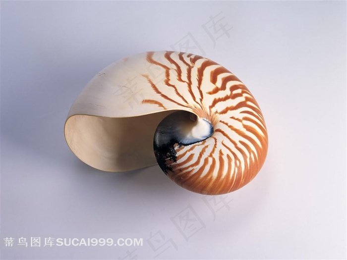 精美贝壳素材图片