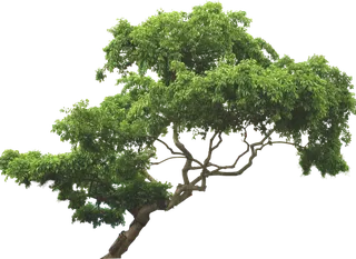 树木树枝树叶免扣素材
