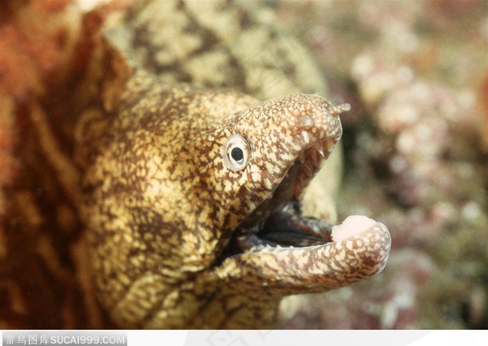 艳丽的珊瑚-张嘴的小鱼