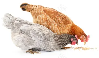 两只母鸡摄影素材