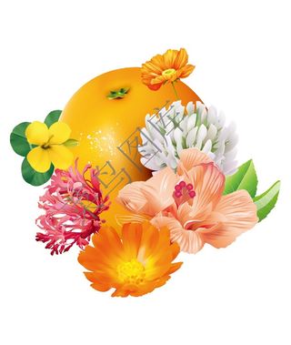 橙子花朵高清图