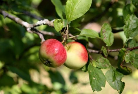 阳光照耀的苹果树