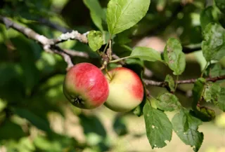 阳光照耀的苹果树