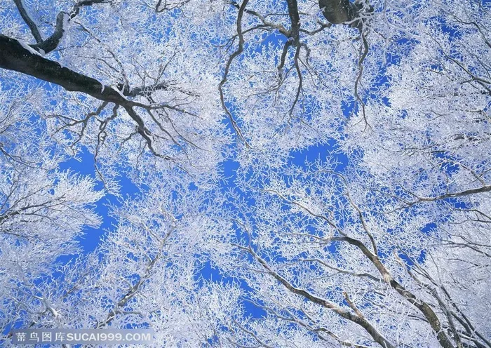 冰天雪地-透过挂满雪花的树木仰望蓝天