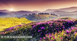 鲜花种植基地田园风景