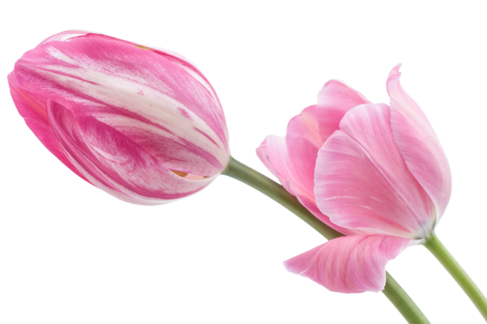 免抠粉色花朵图片