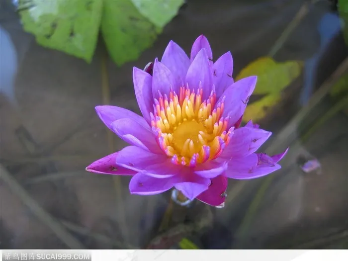 出水芙蓉-紫色荷花