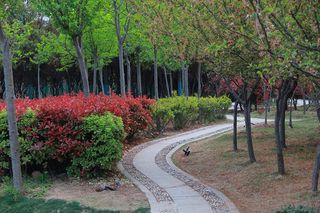 春天公园弯曲小路