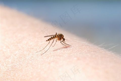 蚊子昆虫害虫特写